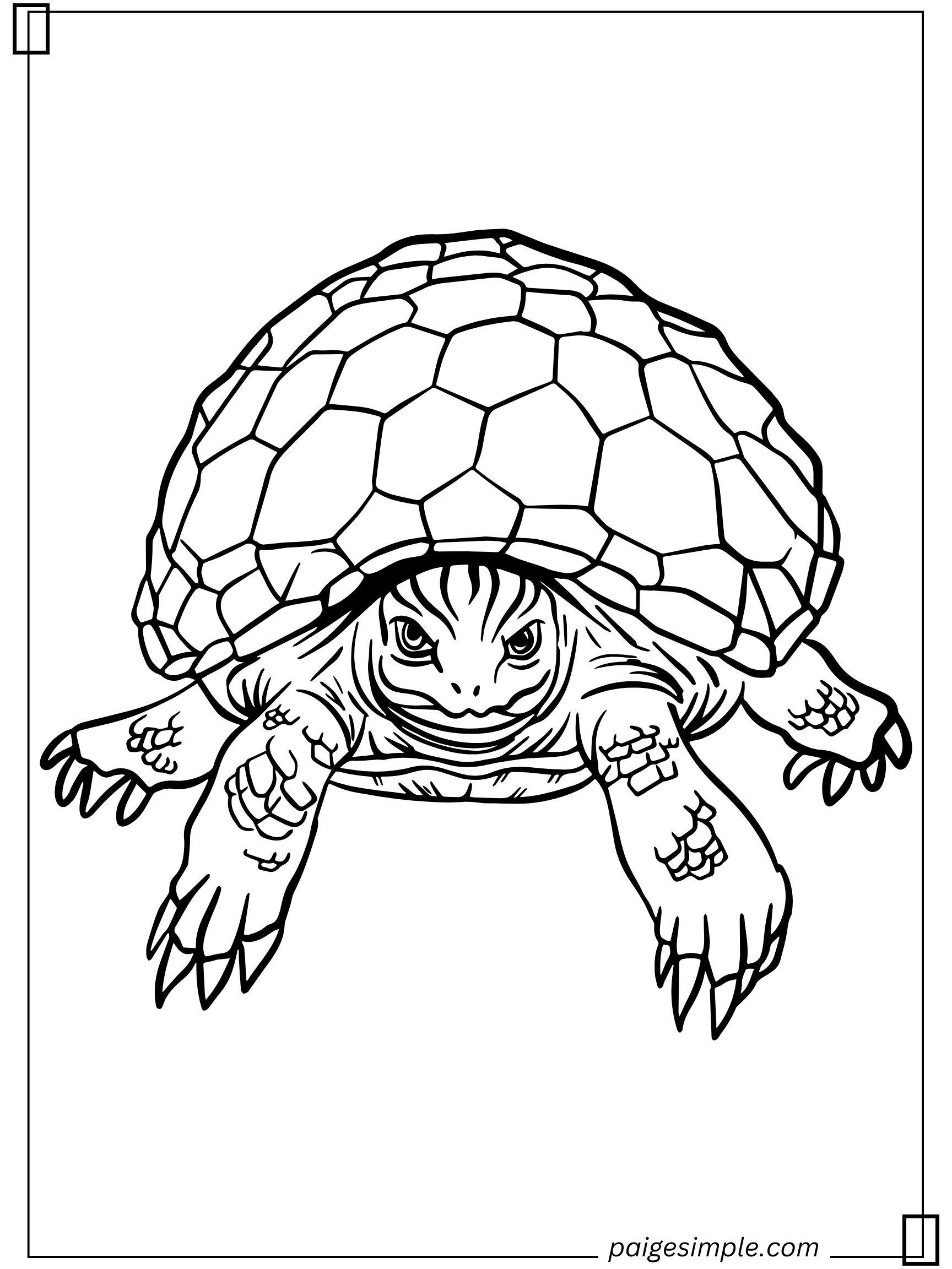 Turtle Coloring Page 13